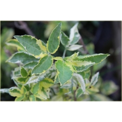 krzewy Bez czarny Madonna K114