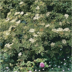 krzewy Bez czarny Madonna K114