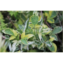 krzewy Bez czarny Madonna K114