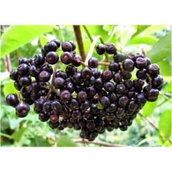 krzewy Bez czarny Madonna K114