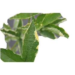 krzewy Bez czarny Sambucus nigra K125