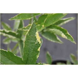 krzewy Bez czarny Sambucus nigra K125