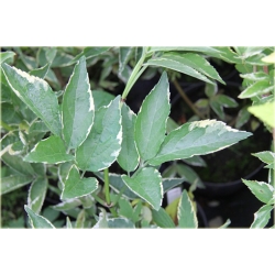 krzewy Bez czarny Sambucus nigra K125