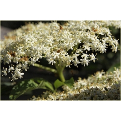 krzewy Bez czarny Sambucus nigra K125