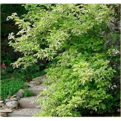 krzewy Bez czarny Sambucus nigra K125