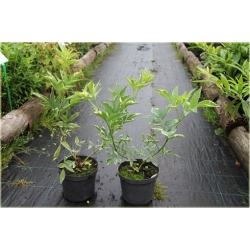 krzewy Bez czarny Sambucus nigra K125