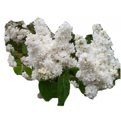 krzewy Bez Lilak Mme Lemoine K193