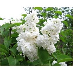 krzewy Bez Lilak Mme Lemoine K193