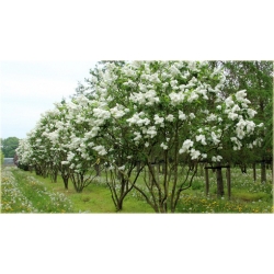 krzewy Bez Lilak Mme Lemoine K193