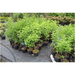 krzewy Bez Lilak Mme Lemoine K193