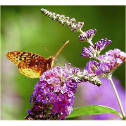 krzewy Budleja Dawida Fascinating K209