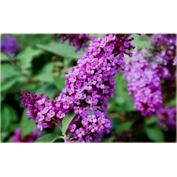 krzewy Budleja Dawida Fascinating K209