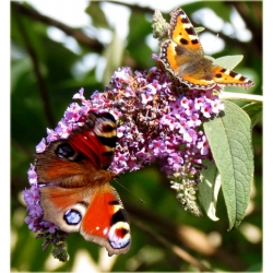 krzewy Budleja Dawida Fascinating K209