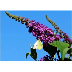 krzewy Budleja Dawida Fascinating K209