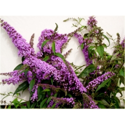 krzewy Budleja Dawida Fascinating K209