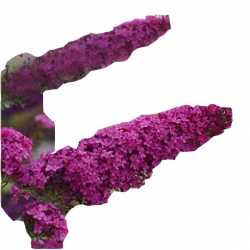 krzewy Budleja Dawida K177