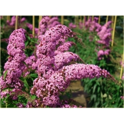 krzewy Budleja Dawida K177