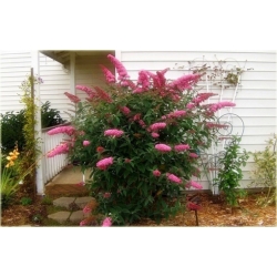 krzewy Budleja Dawida K177