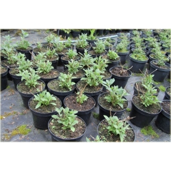 krzewy Budleja Dawida K177