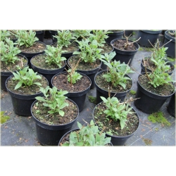 krzewy Budleja Dawida K177