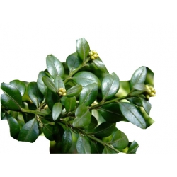 krzewy Bukszpan wieczniezielony K217