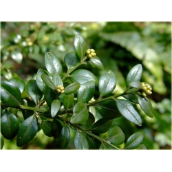 krzewy Bukszpan wieczniezielony K217
