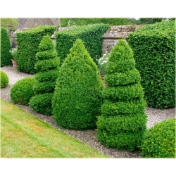 krzewy Bukszpan wieczniezielony K217