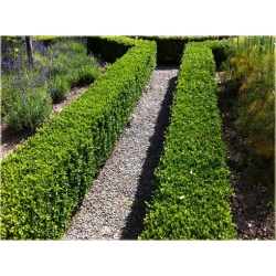 krzewy Bukszpan wieczniezielony K217