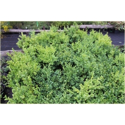 krzewy Bukszpan wieczniezielony K217