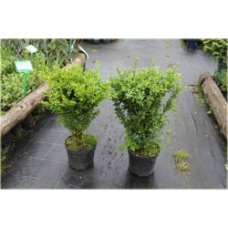 krzewy Bukszpan wieczniezielony K217