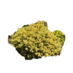 krzewy Bukszpan wieczniezielony K113