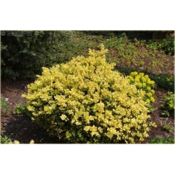 krzewy Bukszpan wieczniezielony K113