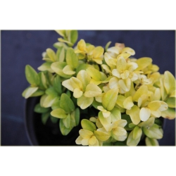 krzewy Bukszpan wieczniezielony K113