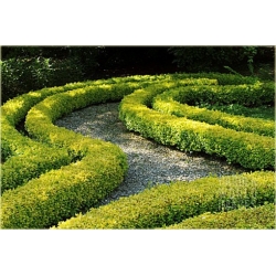 krzewy Bukszpan wieczniezielony K113