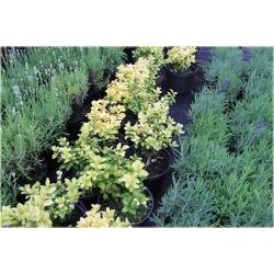 krzewy Bukszpan wieczniezielony K113