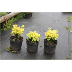 krzewy Bukszpan wieczniezielony K113