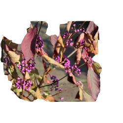 krzewy Pięknotka Calicarpa K94