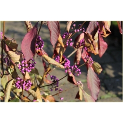 krzewy Pięknotka Calicarpa K94