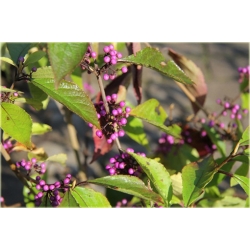 krzewy Pięknotka Calicarpa K94