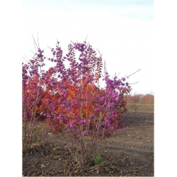 krzewy Pięknotka Calicarpa K94