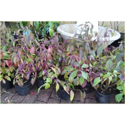 krzewy Pięknotka Calicarpa K94