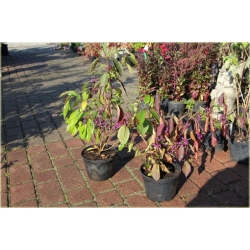 krzewy Pięknotka Calicarpa K94