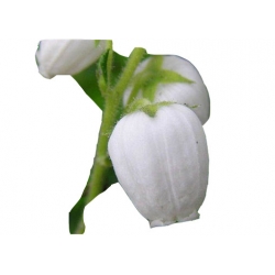 krzewy Dabecja kantabryjska biała K232