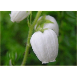 krzewy Dabecja kantabryjska biała K232