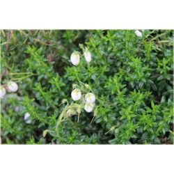 krzewy Dabecja kantabryjska biała K232