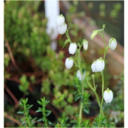 krzewy Dabecja kantabryjska biała K232