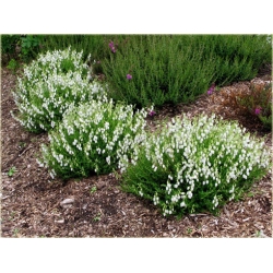 krzewy Dabecja kantabryjska biała K232