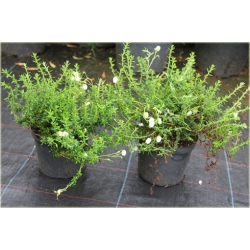 krzewy Dabecja kantabryjska biała K232