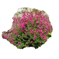 krzewy Dabecja kantabryjska różowa K233