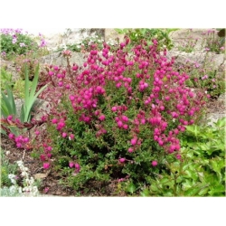 krzewy Dabecja kantabryjska różowa K233